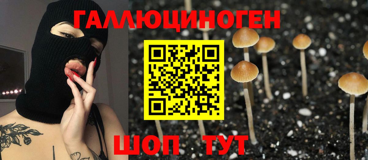 Черногорск  Псилоцибиновые грибы GOLDEN TEACHER  Псилоцибиновые грибы MAGIC MUSHROOMS  цены наркотик  Вход с VPN 